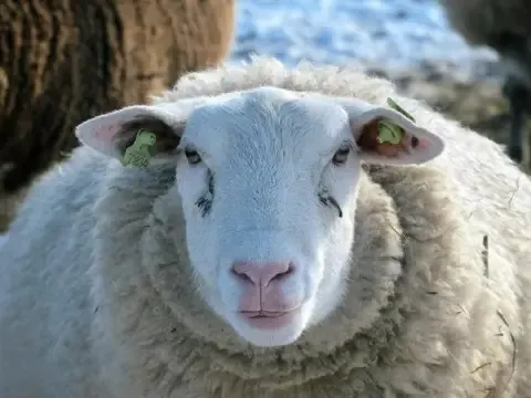 Giải mã bí ẩn đàn cừu đi vòng tròn liên tục hơn mười ngày không nghỉ