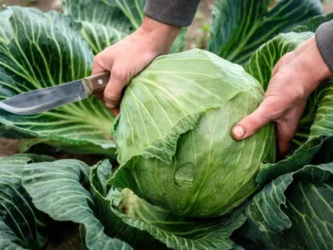 Bắp cải được phun formaldehyde thường có 3 đặc điểm, biết được bí mật này tôi đã không bao giờ mua bắp cải một cách mù quáng nữa!