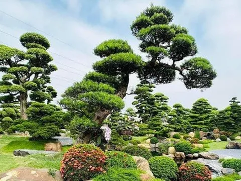 3 loại cây là "báu vật", trồng trong vườn giúp trấn trạch, giữ nhà qua nhiều thế hệ