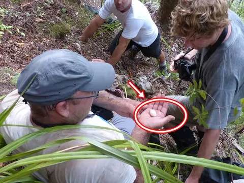 Sau hơn 100 năm bị coi là tuyệt chủng, loài vật này bất ngờ lộ diện qua một quả trứng nhỏ