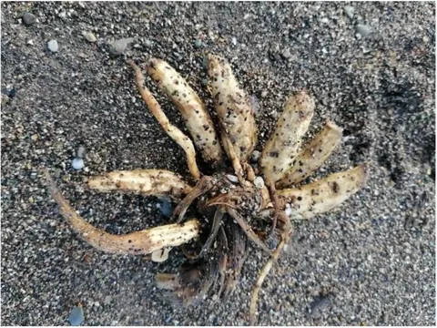 Loài cây kịch độc có thể gây tử vong chỉ sau một lần chạm trôi dạt vào bãi biển nổi tiếng, chuyên gia phát cảnh báo khẩn