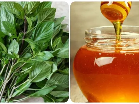 Mật ong và húng quế kết hợp với nhau có tác dụng gì? 0