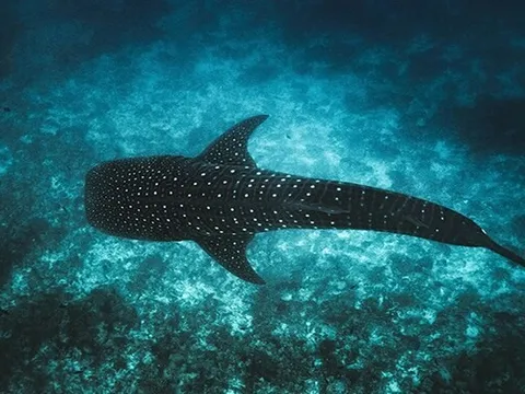 Maldives ra mắt dự án Tech4Nature để bảo vệ cá mập voi mang tính biểu tượng