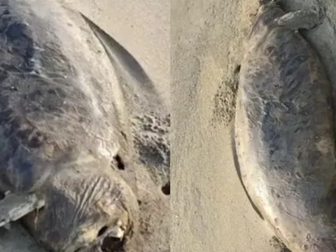 “Nàng tiên cá” đã tuyệt chủng vừa tái xuất? Phát hiện xác sinh vật bí ẩn dài 1,5 mét, phần đầu đã phân hủy