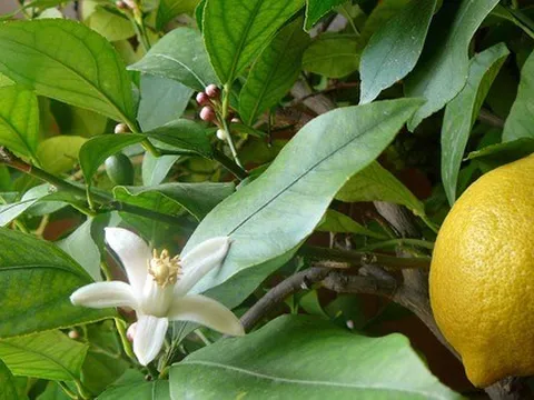 3 loại cây 'đẻ ra vàng' nên trồng trong nhà: Không chỉ 'hút' tài lộc mà còn bồi bổ sức khỏe