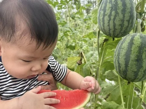 Nhà có em bé mê dưa, mẹ trồng hẳn vườn dưa mấy nghìn quả, ngắm cả khu vườn xanh mát khiến ai ghé cũng phải ngỡ ngàng