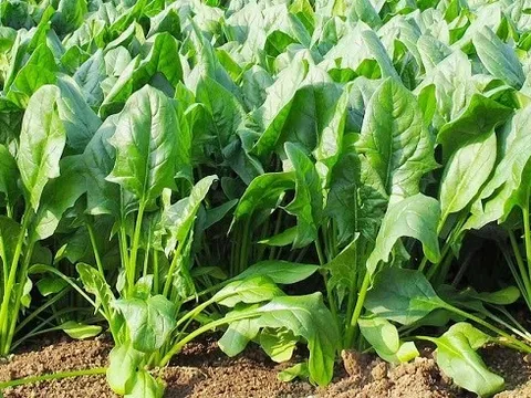 3 loại rau dưỡng gan, bổ khí huyết, ăn vào đến đâu người khỏe ra đến đó đang đầy chợ Việt