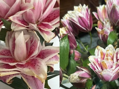 "Kiếp nạn" cắm hoa ly kép ngày Tết: 3 năm đều bị cháy cánh tịt ngòi, hội chị em bóc trần nguyên nhân và hiến kế chọn hoa bất bại