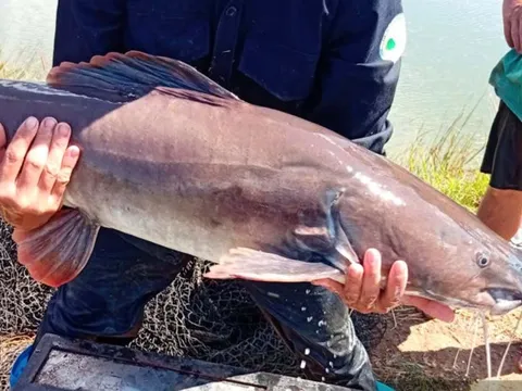 Loài "thủy quái" sông Sêrêpốk nuôi thành công dưới ao, nông dân Đắk Lắk thu lãi trăm triệu/năm