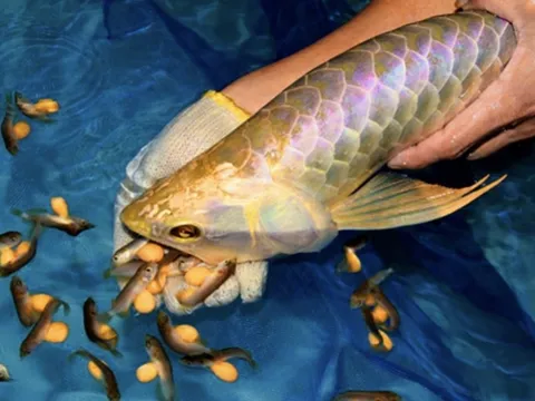 13 người nhập viện cấp cứu nghi do ăn trứng cá rồng 0