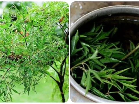 Những người không nên uống nhiều nước đinh lăng 0