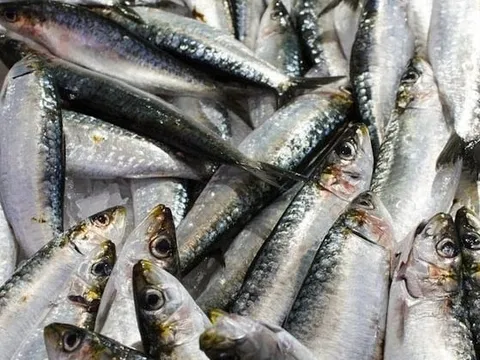 Mỹ đánh giá: Không phải cá hồi, đây mới là loài cá “tốt nhất thế giới”, cực giàu omega-3, đi chợ thấy thì nên mua ngay