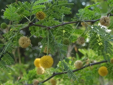 5 loại cây mang lại xui xẻo, không nên trồng trong nhà