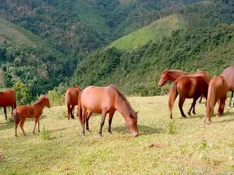 Cúng hồn ngựa: Câu chuyện của lòng biết ơn trong văn hóa người Mông