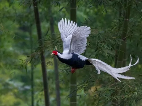 "Phượng hoàng trắng" lộ diện giữa đại ngàn lớn nhất Nghệ An