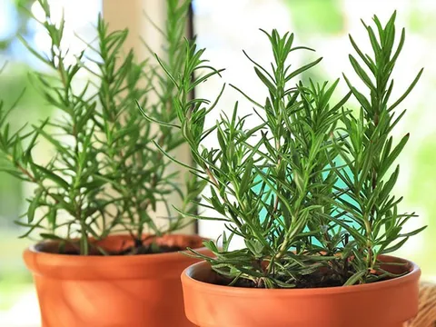 3 cây trồng trong nhà đuổi muỗi hiệu quả