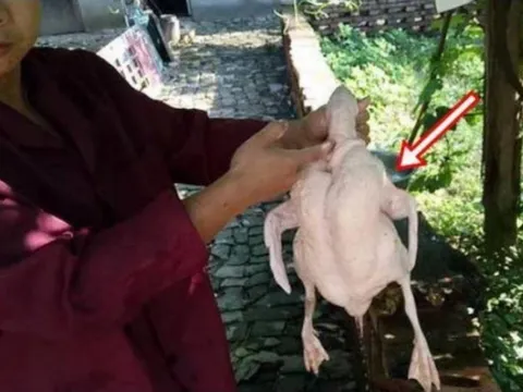 Mổ vịt cúng Tết, người đàn ông sững sờ nhận được “lì xì” trời ban