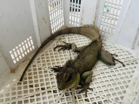 Bắt được ‘Rồng đất’ quý hiếm, nam thanh niên vội mang nộp cho công an