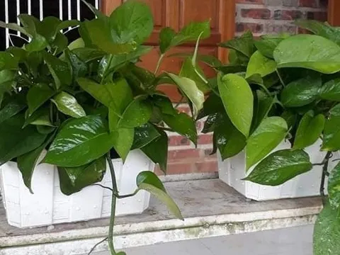 4 cây hút ẩm, lọc không khí cực tốt: Đặt trong nhà khi trời nồm, góc nào cũng thoáng sạch