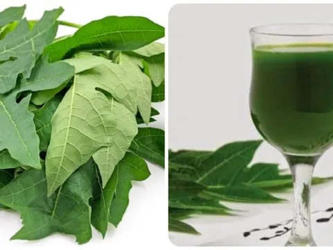 Uống nước lá đu đủ hàng ngày có tốt? 1