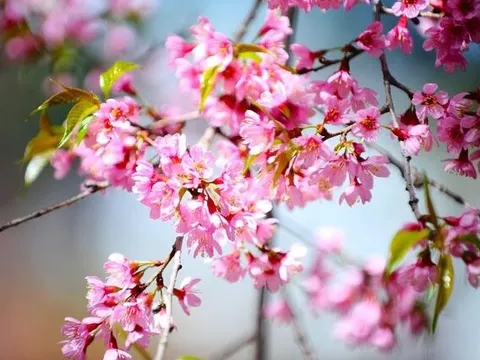 Lịch chi tiết 24 tiết khí năm 2026 0