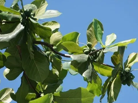 Loại quả xưa rụng đầy sân, cho không còn lười nhặt, nay thành đặc sản giá tới 500.000 đồng/kg