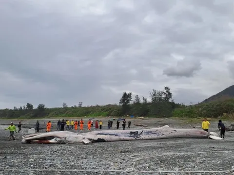 Phát hiện sinh vật khổng lồ dài hơn 15m mắc trong lưới, chuyên gia lập tức tới tận nơi: Cảnh khó tin!