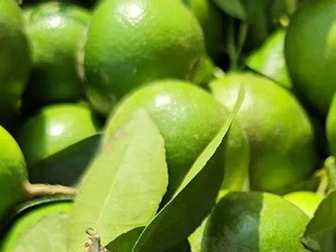 Nghe tên loại quả này thấy cả "bầu trời giàu sang": 4 mùa đều ra hoa kết trái, nhà nào trồng được thì lộc to