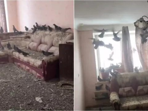 Trở về sau 3 năm đi làm xa, người đàn ông tá hỏa vì nhà thành 'tổ chim khổng lồ'