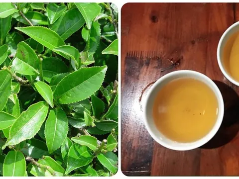 Uống nước trà xanh tươi hàng ngày có tác dụng gì?