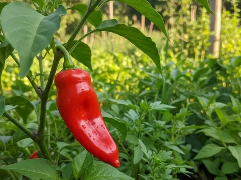 Loại quả quen thuộc được ví như thuốc giảm đau tự nhiên