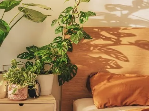 3 loại cây cảnh tuyệt đẹp cần có trong nhà để ngủ ngon, sung sức