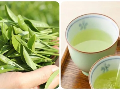 Thời điểm uống nước trà xanh tốt nhất cho sức khỏe