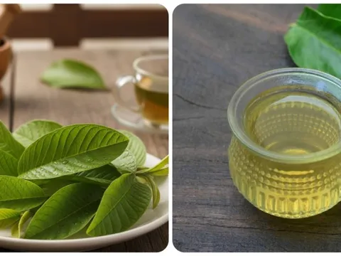 Uống nước lá ổi hàng ngày có tác dụng gì?