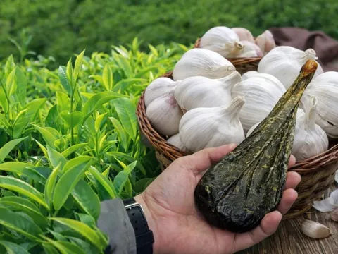 Độc quyền sáng chế: Các nhà khoa học Việt Nam tạo dấu ấn đột phá từ dược liệu, hỗ trợ 'mặt hàng tỷ USD'