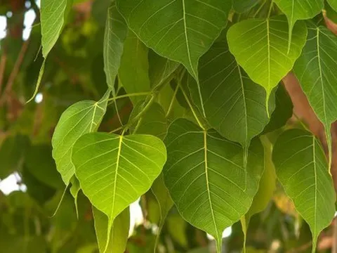 3 loại cây trồng trong sân nhà sẽ cản tài lộc
