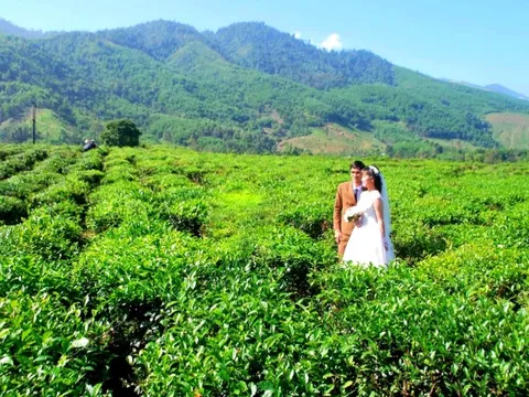 Hương chè Quyết Thắng vùng cao