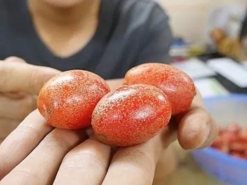 Công dụng của cây nhót