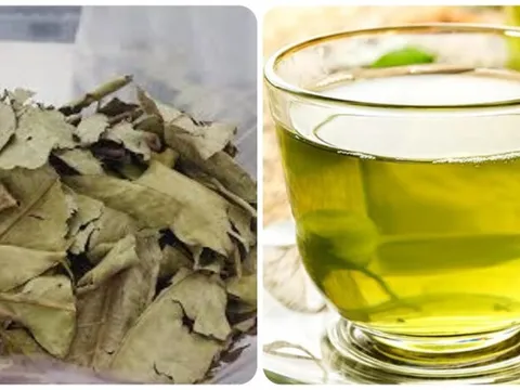 Nước lá vối khô có tác dụng gì?