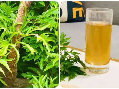 Nước lá đinh lăng có tác dụng gì?