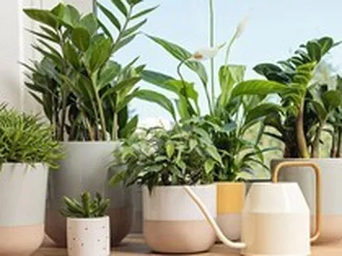 5 loại cây "hút cạn" may mắn, không nên trồng trong nhà