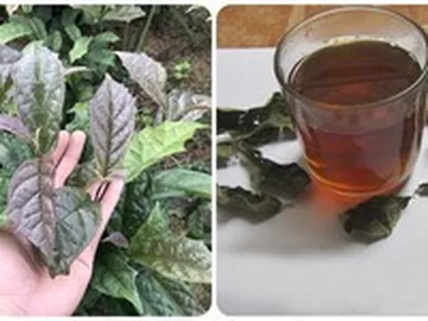 Cây xạ đen có tác dụng gì?