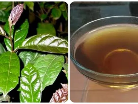 Uống cây xạ đen có tác dụng gì?