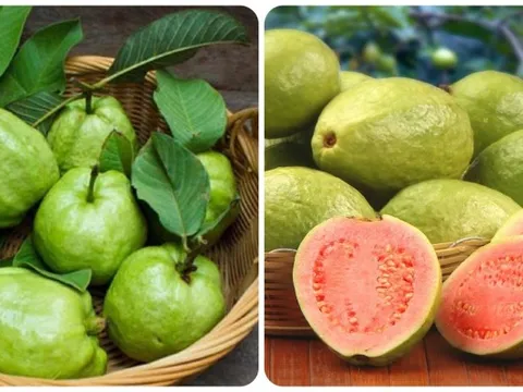 Những người không nên ăn ổi