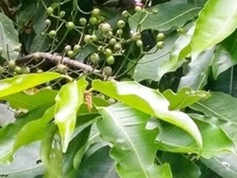 Điều gì xảy ra với cơ thể nếu uống nước lá vối mỗi ngày?