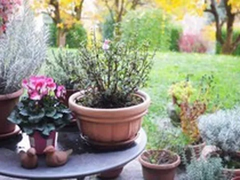 7 loại cây mang lại may mắn, nên trồng ngay trong vườn nhà