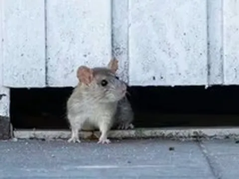 Vứt thứ này ra vườn, chuột tự nhiên "tránh xa ba mét", cây cối được “yên thân”