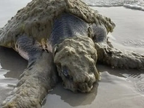 Cứu hộ tưởng nhìn nhầm khi thấy sinh vật đầy "lông" ở bờ biển, chuyên gia xác nhận: Chỉ còn 23.000 cá thể!