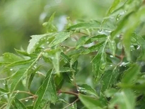 Bài thuốc từ cây đinh lăng