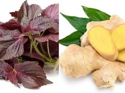 Bài thuốc từ lá tía tô nấu với gừng ai cũng cần biết